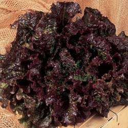 Lettuce seeds - Rouge Grenobloise Batavia Lettuce